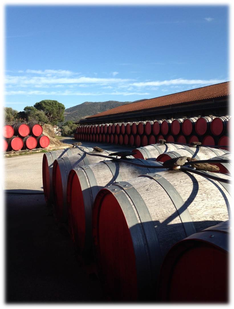 Visite de la Cave + Dégustation vins de Collioure et Banyuls